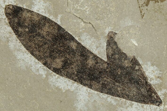 Eocene Fossil Balloon Vine (Cardiospermum) Leaf - Utah #331911